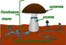 Биологические особенности шляпочных грибов Какие особенности строения шляпочных грибов